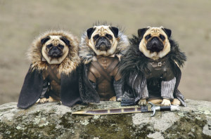 pug-of-thrones-leather-dog-outfit